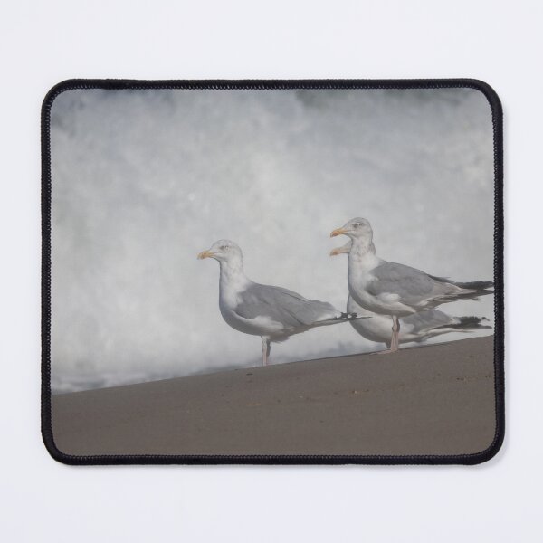 Item preview, European herring gulls designed and sold by Calidris Fotografie Steffi & Ben Köppler.