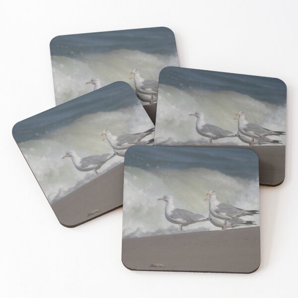 Item preview, European herring gull designed and sold by Calidris Fotografie Steffi & Ben Köppler.