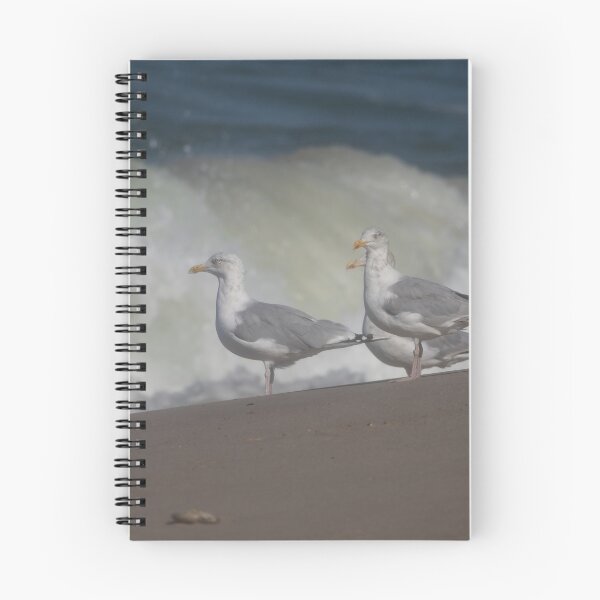 Item preview, European herring gull designed and sold by Calidris Fotografie Steffi & Ben Köppler.