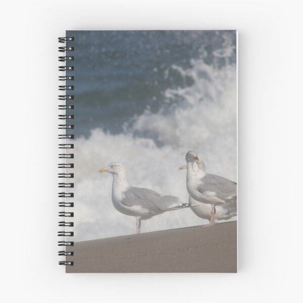 Item preview, European herring gulls designed and sold by Calidris Fotografie Steffi & Ben Köppler.