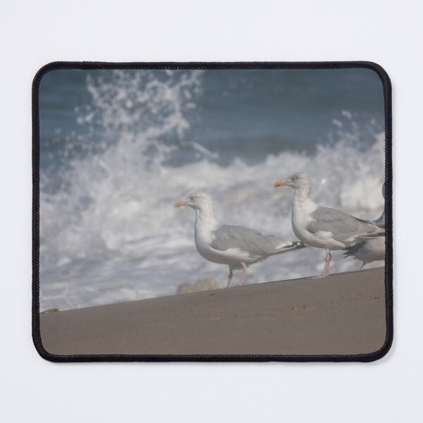 Item preview, European herring gulls designed and sold by Calidris Fotografie Steffi & Ben Köppler.