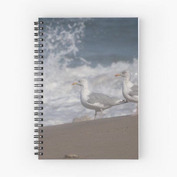 Item preview, European herring gulls designed and sold by Calidris Fotografie Steffi & Ben Köppler.