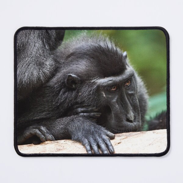 Item preview, "The Celebes crested macaque of Tangkoko National Park" 9 of 11 designed and sold by Andreas Koerner.