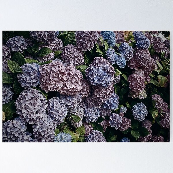 Item preview, Hydrangea Pastel Flower designed and sold by patternsplus.