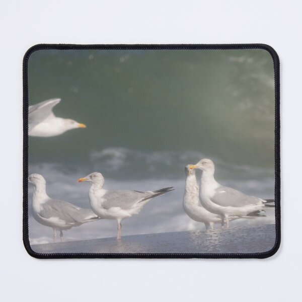Item preview, European herring gulls designed and sold by Calidris Fotografie Steffi & Ben Köppler.