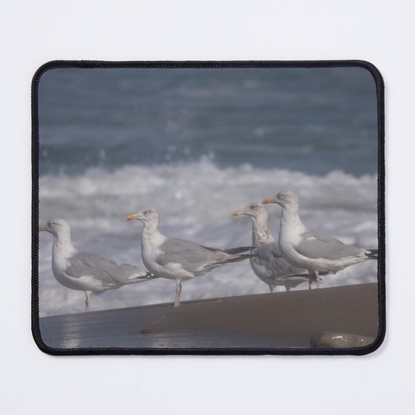 Item preview, European herring gulls designed and sold by Calidris Fotografie Steffi & Ben Köppler.