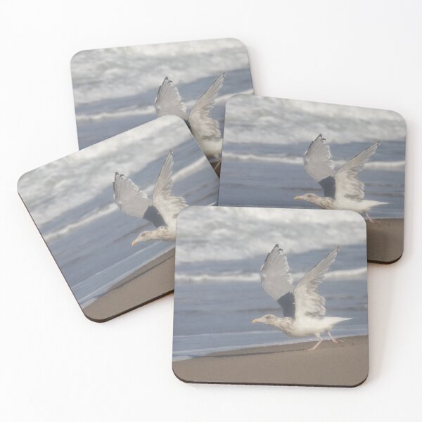 Item preview, European herring gull designed and sold by Calidris Fotografie Steffi & Ben Köppler.