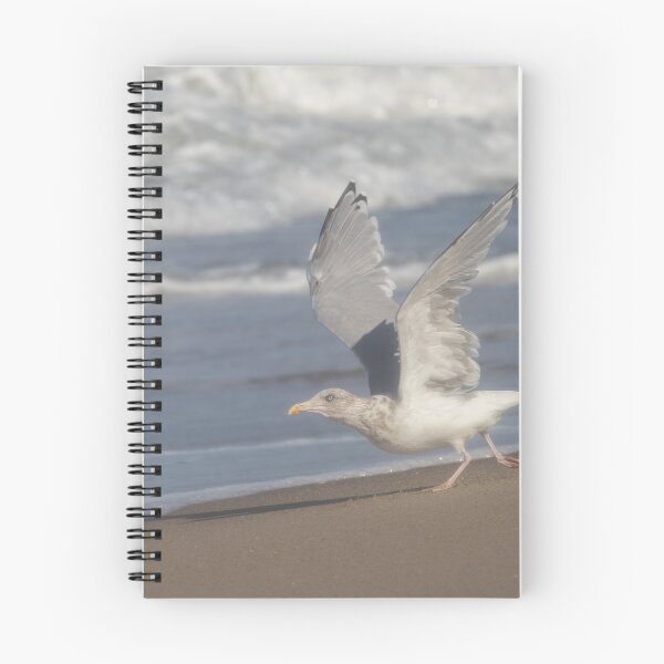 Item preview, European herring gull designed and sold by Calidris Fotografie Steffi & Ben Köppler.