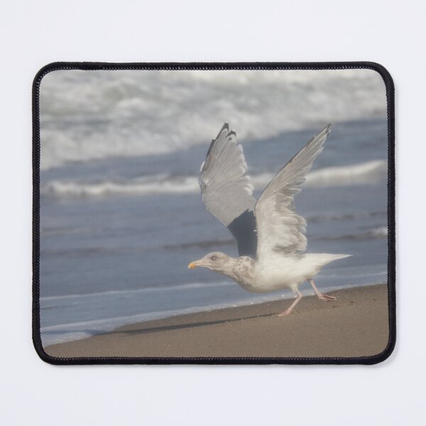Item preview, European herring gull designed and sold by Calidris Fotografie Steffi & Ben Köppler.