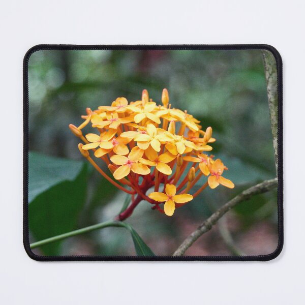 Item preview, "Ixora coccinea" designed and sold by Andreas Koerner.