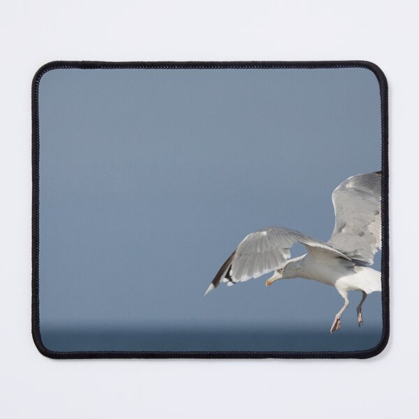 Item preview, Flying European herring gull designed and sold by Calidris Fotografie Steffi & Ben Köppler.