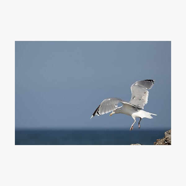 Item preview, Flying European herring gull designed and sold by Calidris Fotografie Steffi & Ben Köppler.