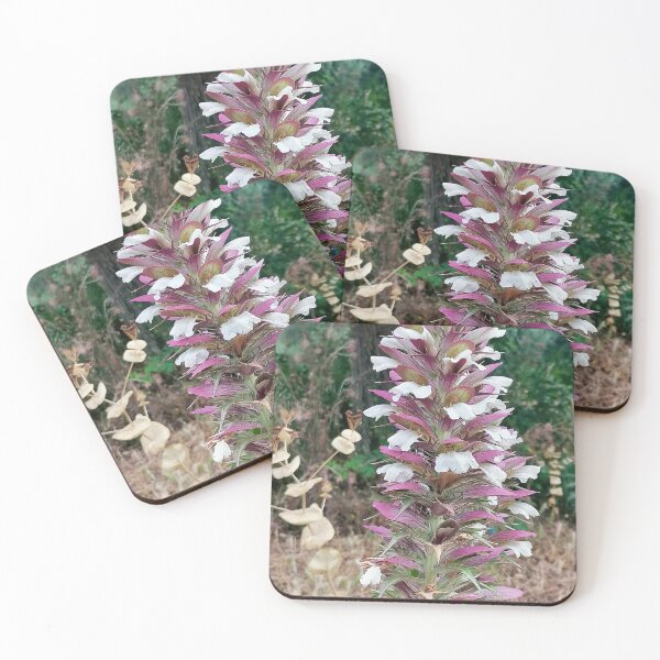 Item preview, Flower Acanthus spinosus, Thorny Acanthus designed and sold by Sabinedav.