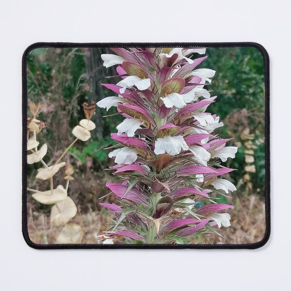 Item preview, Flower Acanthus spinosus, Thorny Acanthus designed and sold by Sabinedav.