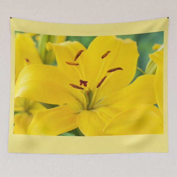 Item preview, Lilium  'Butter Pixie'  Dwarf Asiatic lily  designed and sold by Chris Burrows.
