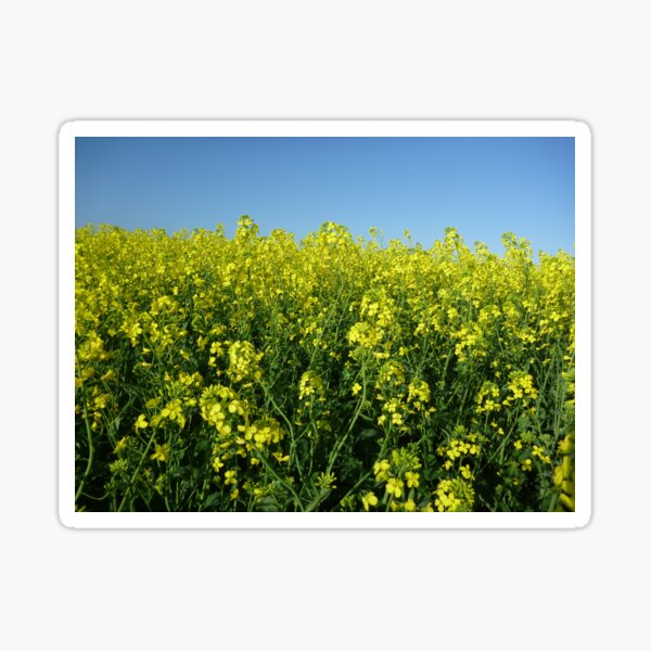 Item preview, Sprintime Canola designed and sold by Leanne Davis.