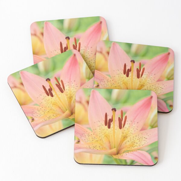 Item preview, Lilium  'Pink Pixie'  Dwarf Asiatic lily  designed and sold by Chris Burrows.