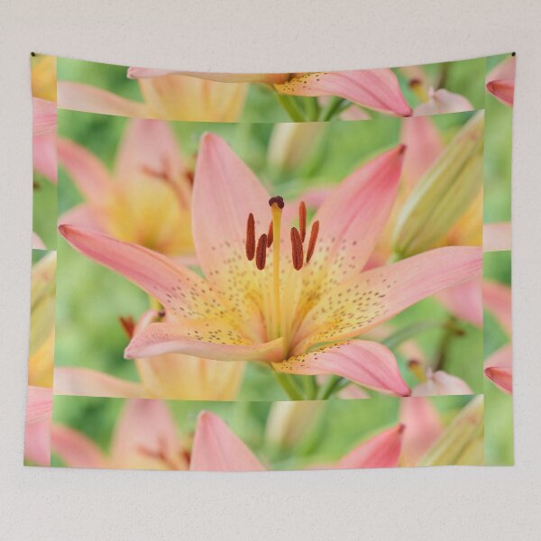 Item preview, Lilium  'Pink Pixie'  Dwarf Asiatic lily  designed and sold by Chris Burrows.