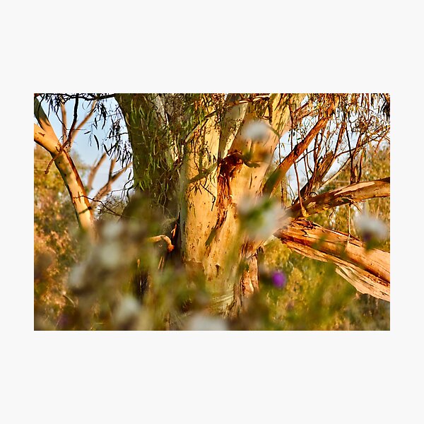 Item preview, big old eucalyptus tree designed and sold by cbrpix.