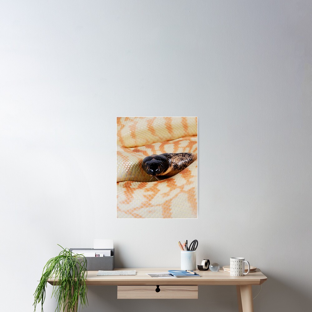 Black-headed Python (Aspidites melanocephalus) Poster