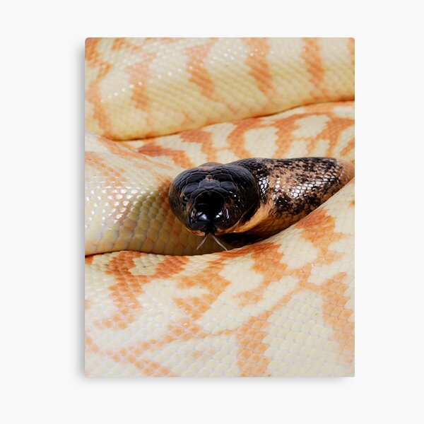 Black-headed Python (Aspidites melanocephalus) Canvas Print