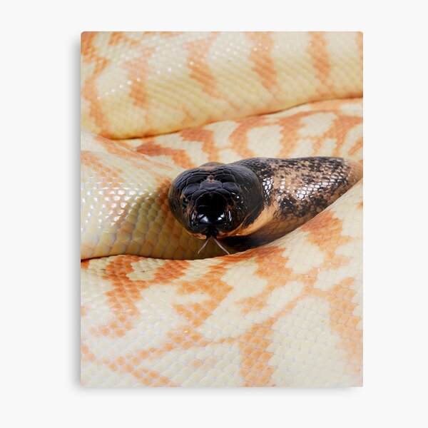 Black-headed Python (Aspidites melanocephalus) Metal Print