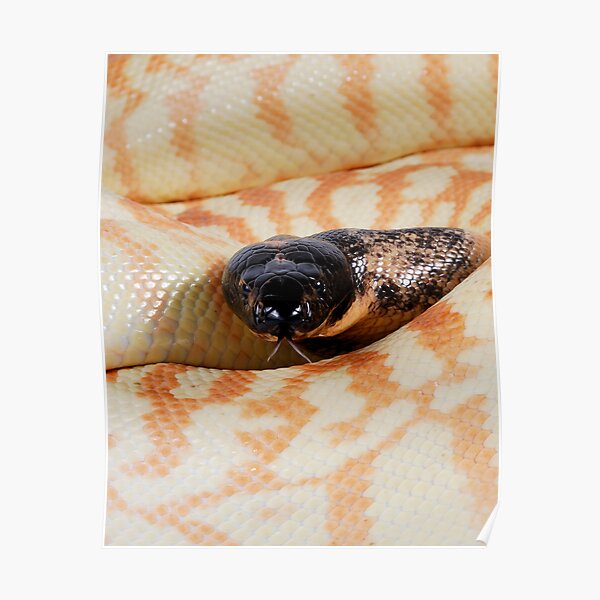 Black-headed Python (Aspidites melanocephalus) Poster
