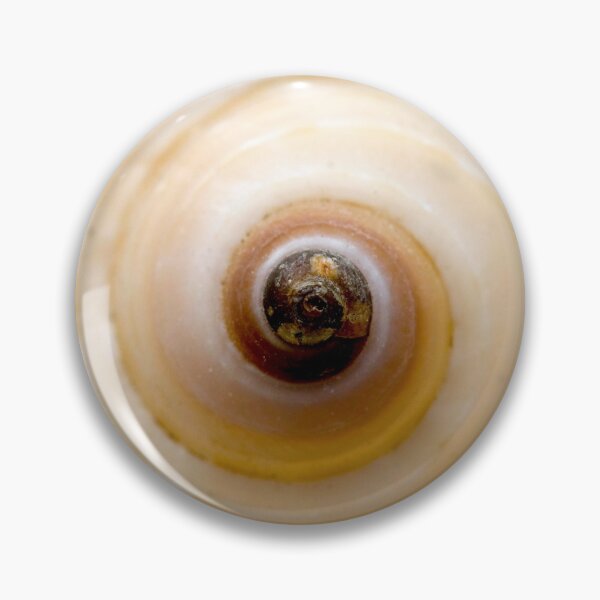 Item preview, Seashell designed and sold by troianifabrizio.