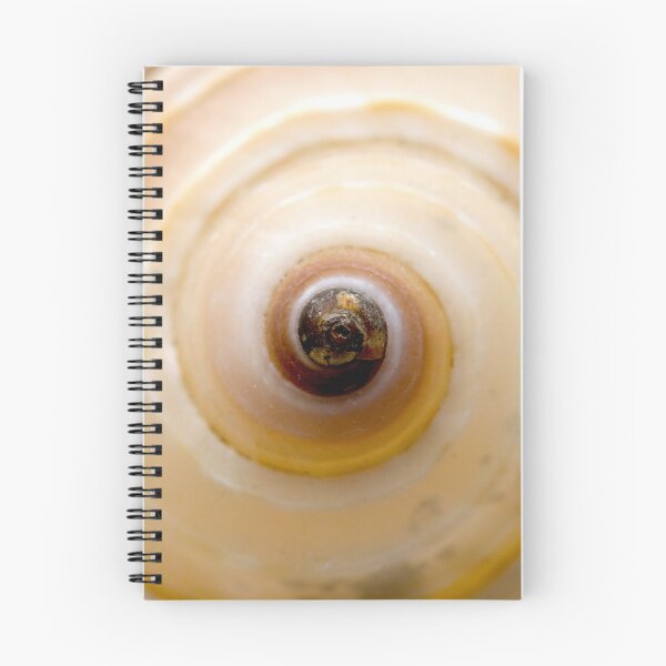 Item preview, Seashell designed and sold by troianifabrizio.