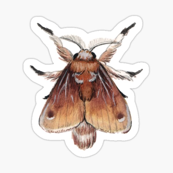 Item preview, Southern Flannel Moth (Megalopyge opercularis) designed and sold by JadaFitch.