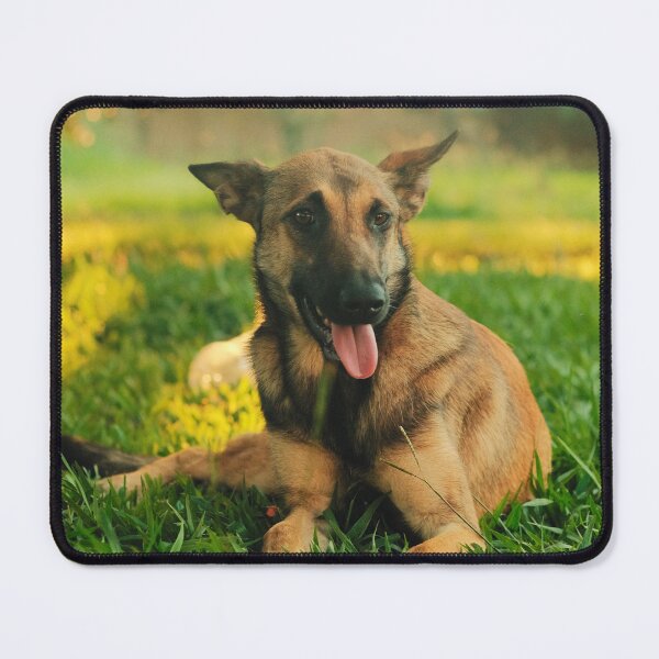 Item preview, Belgian Malinois Picture designed and sold by TheAnimalZ00.