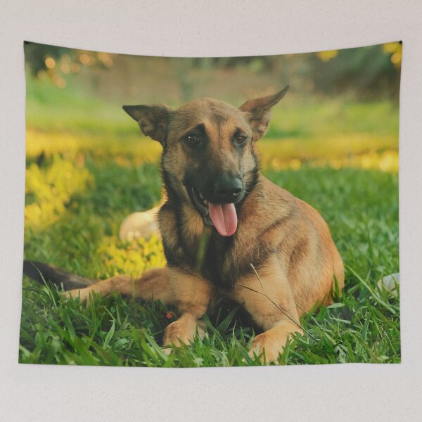 Item preview, Belgian Malinois Picture designed and sold by TheAnimalZ00.