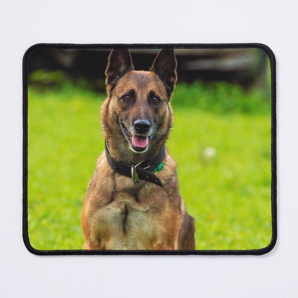 Item preview, Belgian Malinois Photo designed and sold by TheAnimalZ00.