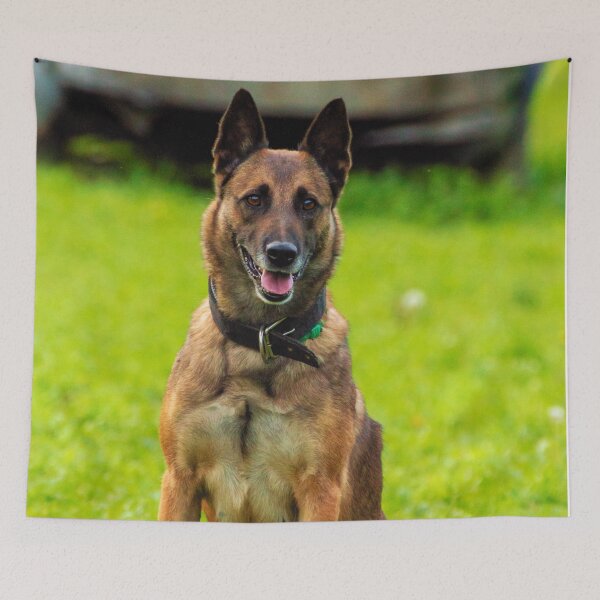 Item preview, Belgian Malinois Photo designed and sold by TheAnimalZ00.