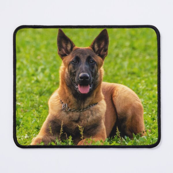 Item preview, Belgian Malinois designed and sold by TheAnimalZ00.