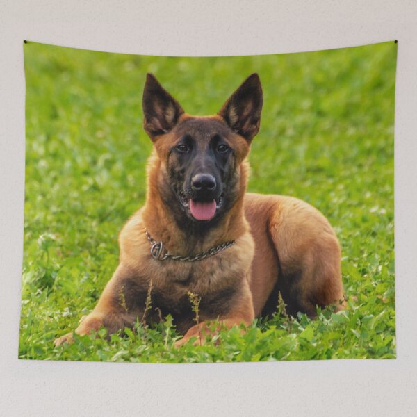 Item preview, Belgian Malinois  designed and sold by TheAnimalZ00.
