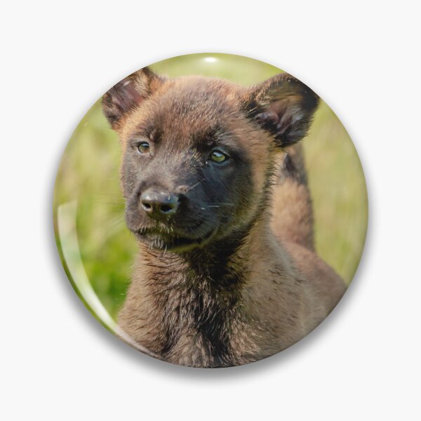 Item preview, Belgian Malinois Puppy designed and sold by TheAnimalZ00.