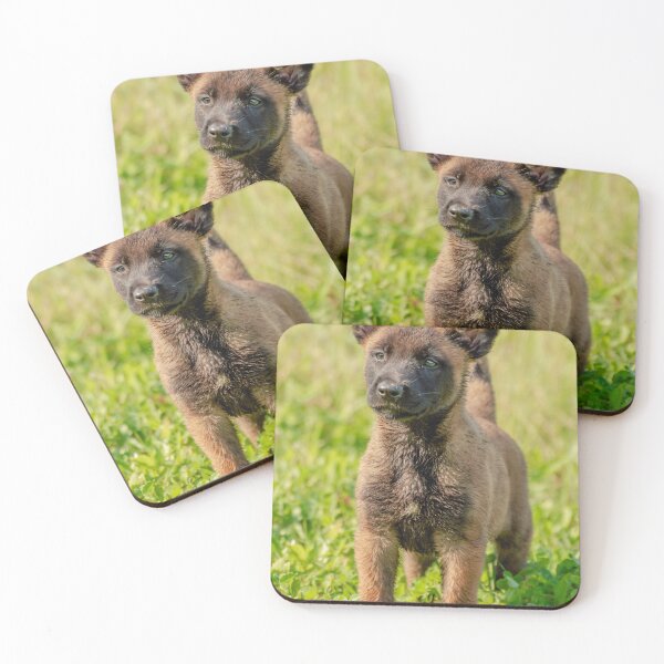 Item preview, Belgian Malinois Puppy designed and sold by TheAnimalZ00.