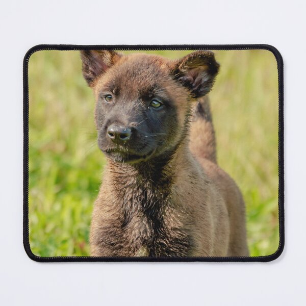 Item preview, Belgian Malinois Puppy designed and sold by TheAnimalZ00.
