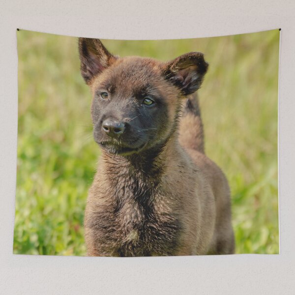 Item preview, Belgian Malinois Puppy designed and sold by TheAnimalZ00.