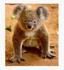 Baby koala Photographic Print