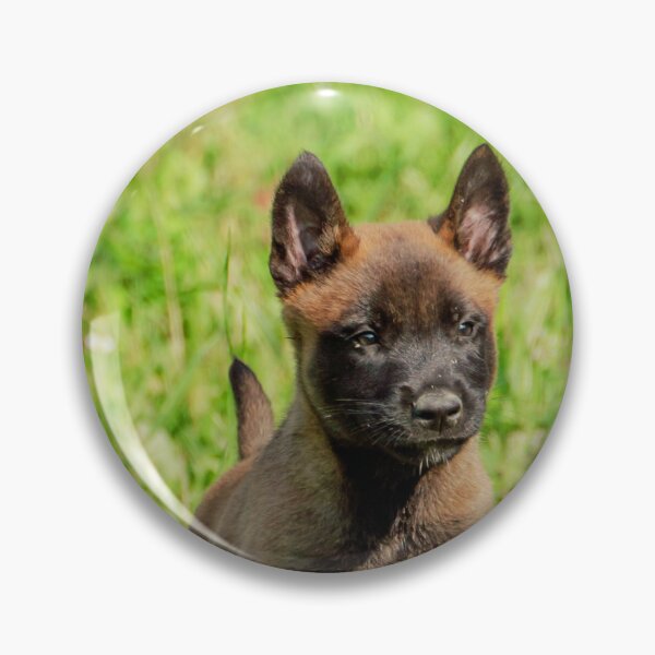 Item preview, Belgian Malinois Puppy designed and sold by TheAnimalZ00.