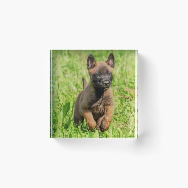 Item preview, Belgian Malinois Puppy designed and sold by TheAnimalZ00.