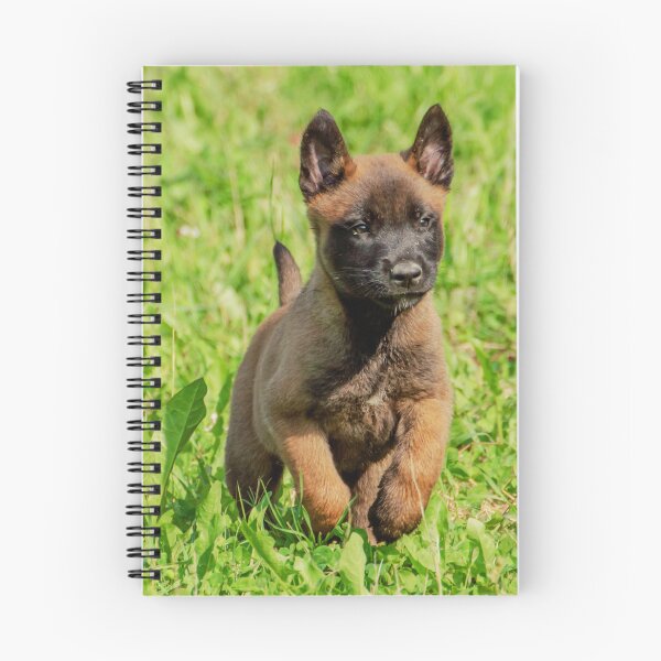 Item preview, Belgian Malinois Puppy designed and sold by TheAnimalZ00.