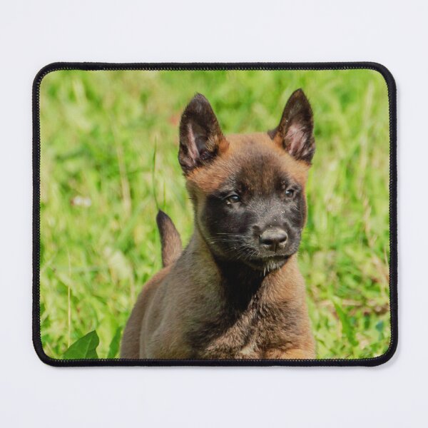 Item preview, Belgian Malinois Puppy designed and sold by TheAnimalZ00.