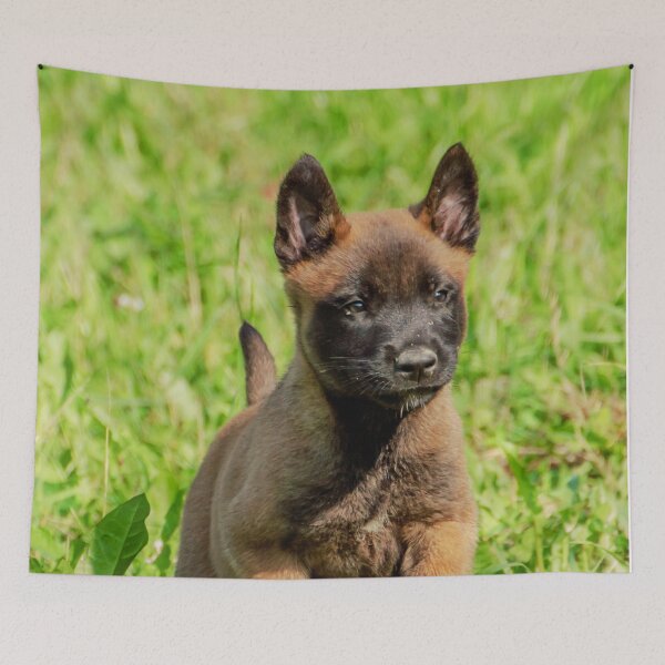 Item preview, Belgian Malinois Puppy designed and sold by TheAnimalZ00.