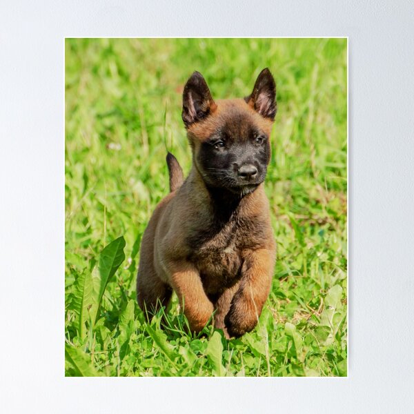Belgian Malinois Puppy