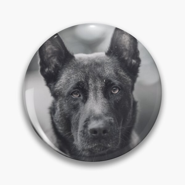 Item preview, Black And White Belgian Malinois Photo designed and sold by TheAnimalZ00.
