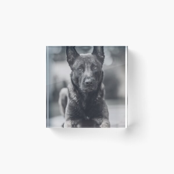 Item preview, Black And White Belgian Malinois Photo designed and sold by TheAnimalZ00.