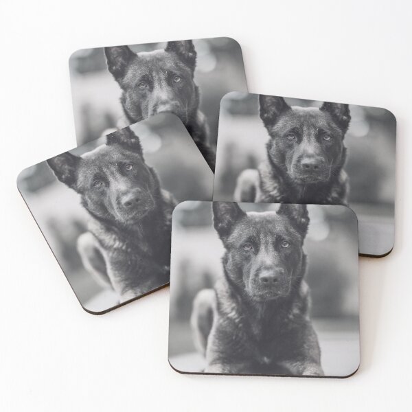 Item preview, Black And White Belgian Malinois Photo designed and sold by TheAnimalZ00.